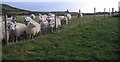 NX9709 : Sheep in Lamb. by John Holmes