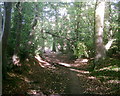 Footpath in Symondshyde Great Wood