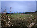 Looking North East towards Delph End Farm