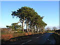 Stand of Pines at Carscallan