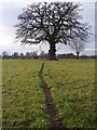 SO6242 : Oak Tree by Bob Embleton