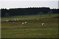 NY9782 : Pasture at entrance to Crookdene by Iain Macaulay