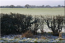 SE6645 : Farmland near Low Well Farm by Iain Macaulay