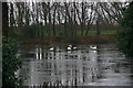 Swans on pond