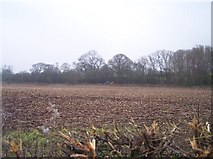 SO6246 : Hedge Trimming near Bridge End by Bob Embleton