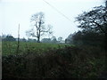 Tree near Hodge Lane Farm