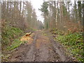 Dismantled Tramway Flimby Great Wood