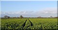 Oilseed Rape,  Wistow