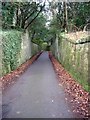 Walled lane in Dalzell Park