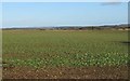 Looking over planted fields towards Kelso