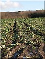 Cabbage Field - Recently Harvested