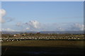 Gulls in field off Vole Road