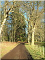 Tree-lined track