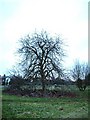 A droopy tree, Cholesbury Common