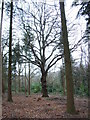 Woodland in Windsor Great Park