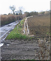 Newly planted hedge near Abbess Roding