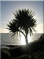 W8060 : Palm tree at midday by Paul Johnston-Knight