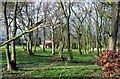 Trees, Furze Hill