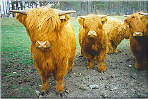 NO3595 : Highland Cattle, near Knock by Colin Smith