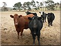 Inquisitive bullocks