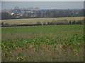 Farmland next to Star Clump