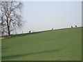 Deer in Foliejon Park