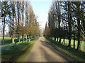 The avenue in Foliejon Park