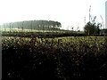 A stand of pines, Baxterley Common