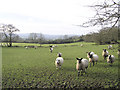 Barravey Townland