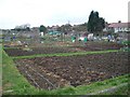 Hainault Allotments