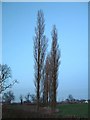 A stand of Lombardy Poplars