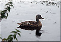 Mallard, Otterston Loch