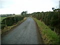 Gorse hedges near Cronan farm