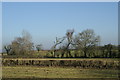 Fields at Washbrook