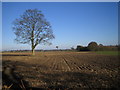 Chipperfield: Lone tree in farmland off Bucks Hill road