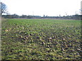 SP2857 : Beet Crop near Woozeley Bridge by David Stowell