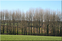 SS9500 : Silverton: a belt of trees near Old Heazille by Martin Bodman