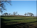 Winter sun on farmland