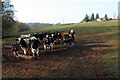 Cattle at Treverven, Llangarron