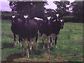 Cows in field off Lympstone-Woodbury minor road