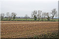 Maize stubble near Syston