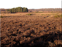 SU3207 : Matley Heath from Matley Ridge, New Forest by Jim Champion