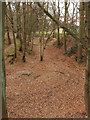 Old clay pits, Cowcroft Woods, Botley