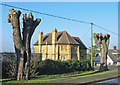 Horse Chestnut Trees and the masonic lodge in Over Norton Road