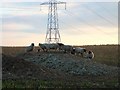 Sheep at dusk