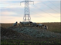 NO1330 : Sheep at dusk by Lis Burke
