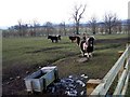 Ponies and drinking trough