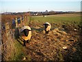 Tups at Friarton