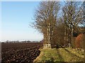 Beech avenue and ploughed field