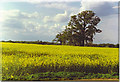 Oilseed Rape in Bloom at Merrow.